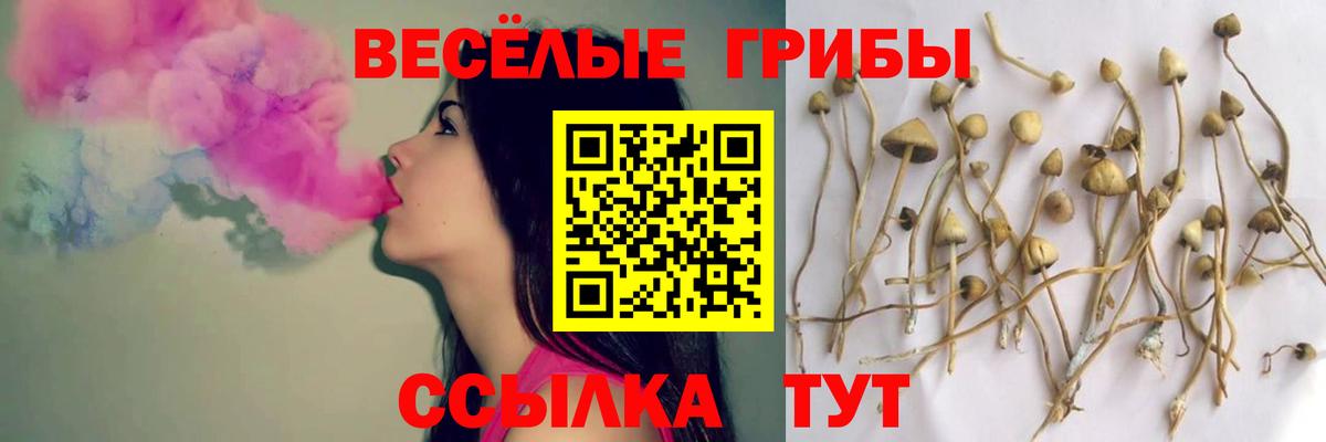 Псилоцибиновые грибы GOLDEN TEACHER  Вход с VPN  Тихорецк  Галлюциногенные грибы Magic Shrooms 